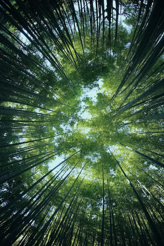 Bamboo forest canopy seen from below